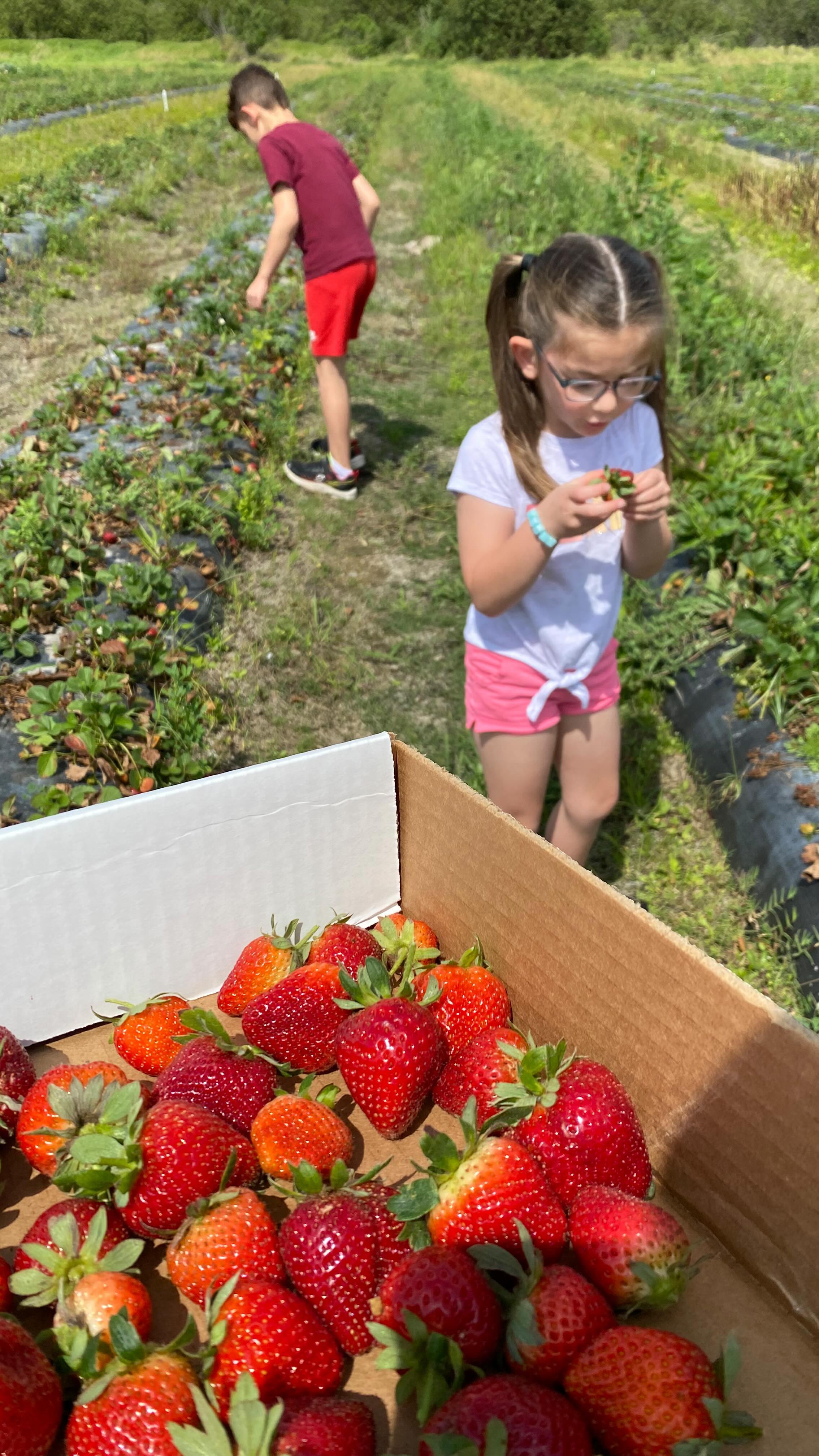 When spring is here and the 🍓 🍓 are ready and ripe!! Living in Florida is perfect in February/March to get fresh strawberries from the market. We decided to freeze ours for future smoothies, jams, and other tasty recipes! Such a great family outing today. Can’t beat farm fresh food. Thanks @hunsaderfarms for all the deliciousness!! 😊❤️

#freshstrawberries🍓 #farmtotable #local #florida #floridaliving #freshfood #fruits #berries #supportlocalbusiness #family #familytime #outside #outdooradventures #produce #localproduce #february #march #spring #strawberryseason #yummy #deliciousfood #healthyfood #foodprep #homestead #homesteading #daywithdaddy